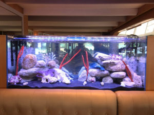Aquarium sur-mesure Nice