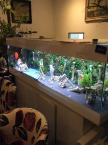 specialiste-aquarium
